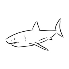 shark isolated on white background