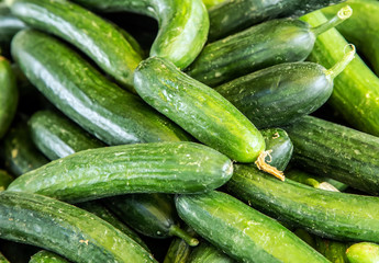 fresh cucumbers