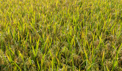 yellow green ear rice field close up
