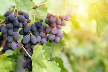 A bunch of blue grapes on a branch