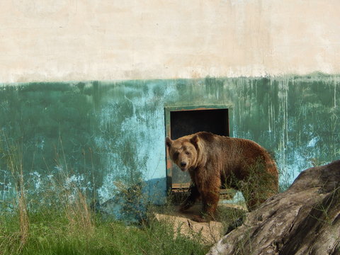 a brown bear beside his shelter