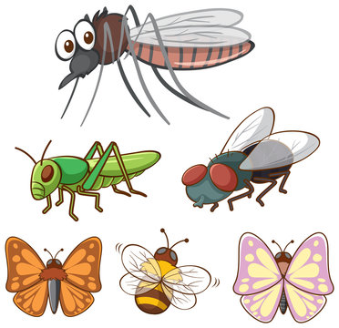 Isolated picture of many bugs
