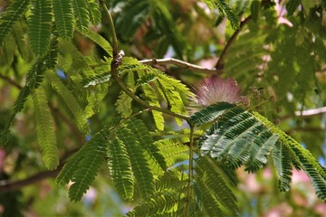 green foliage with branches for background