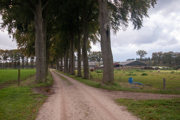 Lane with trees in The Netherlands near Loenen, a village on the Veluwe.