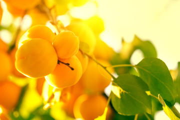 Ripe yellow apricots on a branch