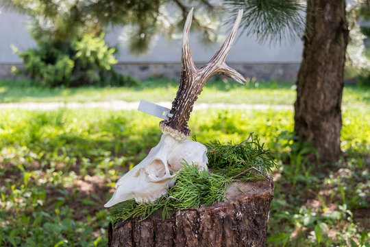 Deer skull with antler on the tree trunk