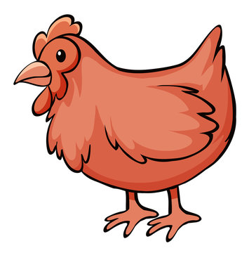 Red chicken on white background