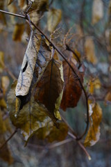 Welke Blätter des Riesenknöterich