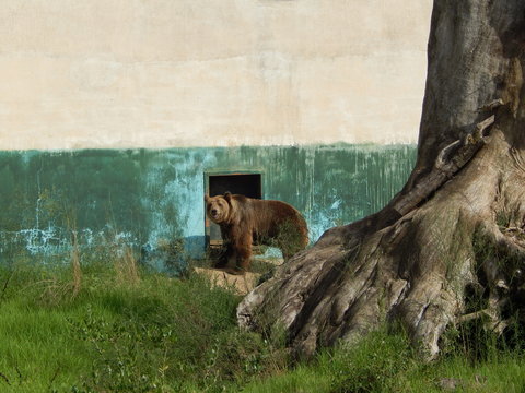 a brown bear beside his shelter