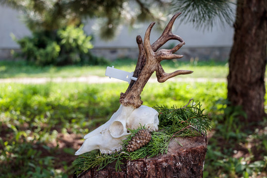 Dry deer antlers attached to the skull on a tree trunk