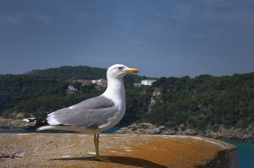 A Diomedea seagull found in the Tremiti Islands, Adriatic Sea, Apulia, Italy