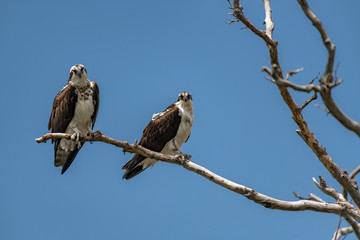 Two Osprey Perched on Tree against Blue Sky