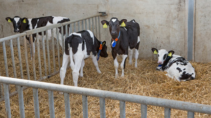 Calf. Calves in stable. Farming. 