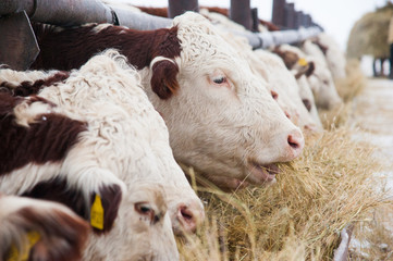 Obraz premium Cows in a farm. Dairy cows