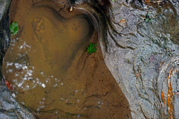 Two green leaves floating in a heart shaped water filled pothole in the stream at Falls creek Gorge nature preserve in the rural Midwestern Hoosier state of Indiana