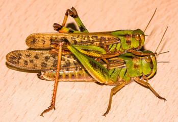 Grasshoppers one over the other