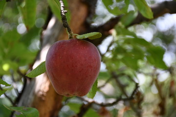 red apples on a branch
