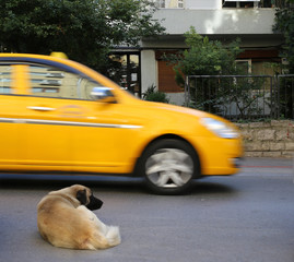 Moving yellow car and dog