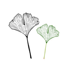 Isolated ginkgo leaf sketch vector illustration