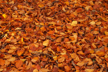 Autumn leaves covering the floor