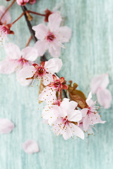 Spring flowers on bright wooden background.