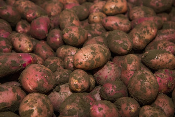 Fresh red potato as a background
