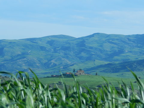 green wheat field beside the atlas mountains