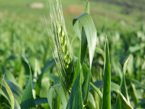 grean wheat field in the spring