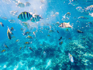 Fototapeta na wymiar colorful corals and exotic sergeant fishes at the bottom of the red sea. beautiful natural summer background