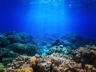 colorful corals and exotic fishes at the bottom of the Red sea. beautiful natural summer background
