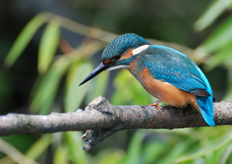 Common Kingfisher
