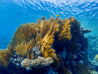colorful corals and exotic  fishes at the bottom of the red sea. beautiful natural summer background