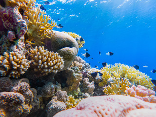 colorful corals and exotic  fishes at the bottom of the red sea. beautiful natural summer background