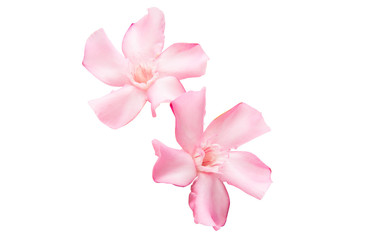 oleander isolated