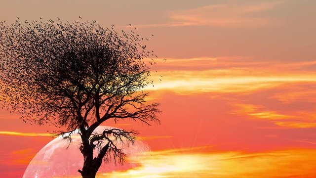 Silhouette of birds with lone tree in the background big full moon at amazing sunset "Elements of this image furnished by NASA"