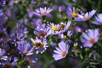 Fototapeta premium bee on flower