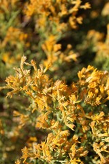 Along Ryan Mountain Trail in Joshua Tree National Park grows this Southern Mojave Desert native plant, Green Rabbitbrush, Ericameria Teretifolia.