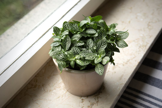 House plant : Fittonia albivenis (nerve plant) from above grows in the flower pot. Small Slow-Growing Indoor Plant on windowsill. Ornamental houseplant. Acanthaceae