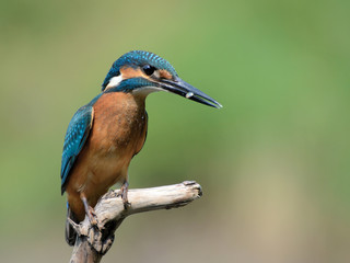 Common Kingfisher