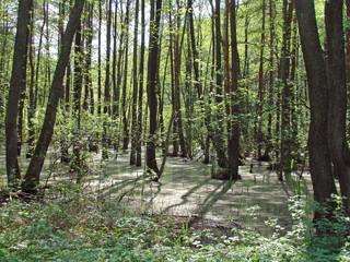 Flooded forest 2