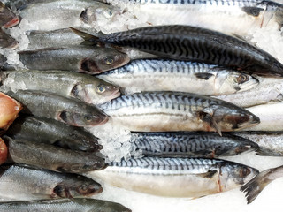 Fresh chilled fish on the counter sprinkled with ice