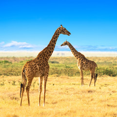 Naklejka na ściany i meble Giraffes in the African savannah. Masai Mara National Park, Kenya. Africa landscape.