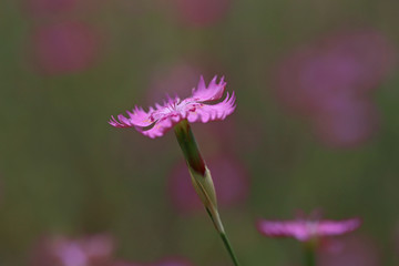 Mountain carnation, wild carnation ; Dianthus Carthusianorum