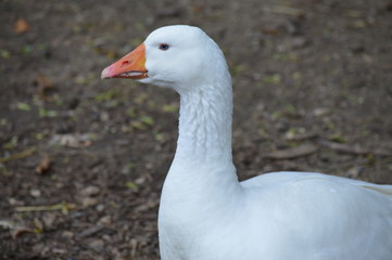 A goose at the farm