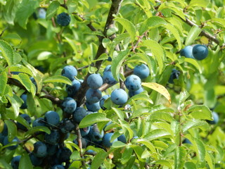 Blaubeeren