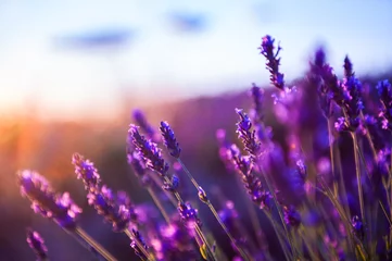 Lavender flowers at sunset in Provence, France. Macro image, shallow depth of field. Beautiful nature background