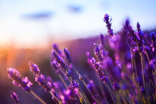 Fototapeta Lawenda kwitnie przy zmierzchem w Provence, Francja. Makro obraz, płytkiej głębi ostrości. Tle pięknej przyrody