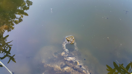 The frog in the water. Frog in the pond. The frog in the water.