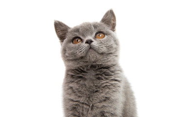 gray kitten isolated