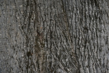 Naklejka premium bark of a tree in the forest